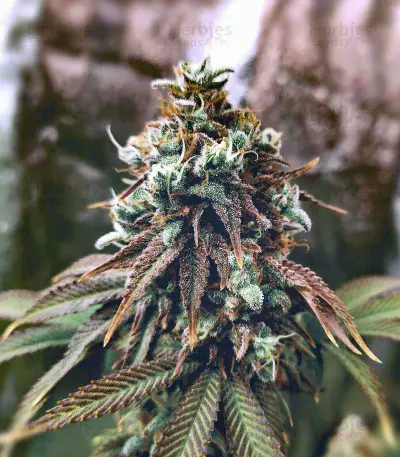 Grand Daddy Purp Seeds