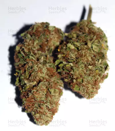 Headstash Seeds