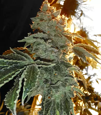 Headstash (Karma Genetics)