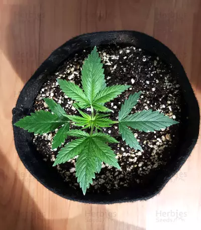 Jack Herer Seeds (Kera Seeds)