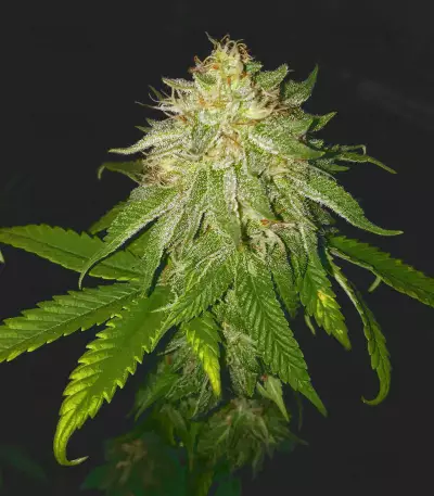 LA Chocolat Seeds
