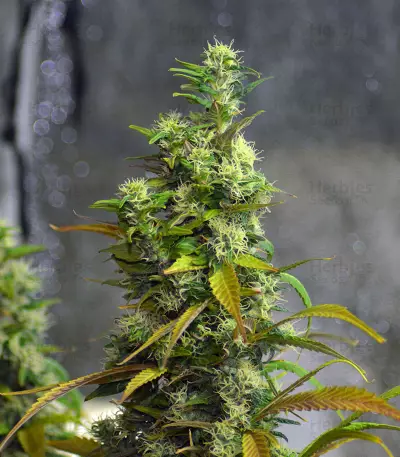 Graines de cannabis LA Confidential (DNA Genetics)