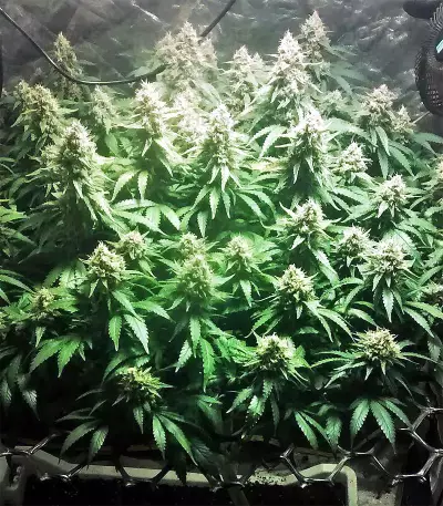 Lemon Trip feminized seeds