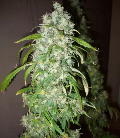 Mango x Widow Seeds