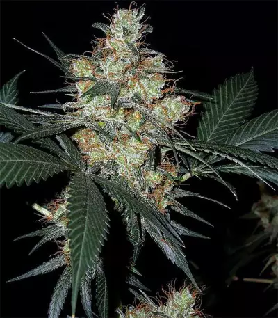 Nepal Jam regular (Ace Seeds)