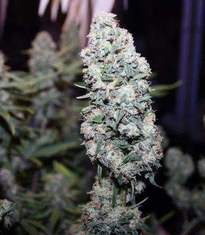 Northern Cheese Haze Auto Seeds