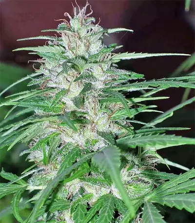 Panama Regular seeds