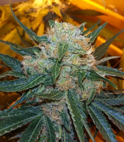 Skunk #1 feminized seeds (Sensi Seeds)