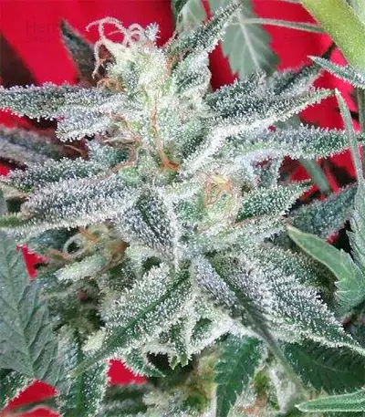 Graines de cannabis Snow Moon Regular (Ace Seeds)