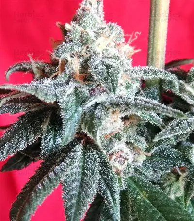 Snow Moon Seeds