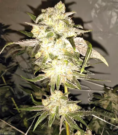 Star Killer Regular (Rare Dankness Seeds)