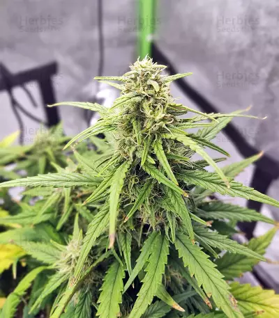 Strawberry Gum feminized seeds