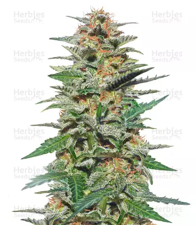 Sweetberry Cough Auto feminized seeds