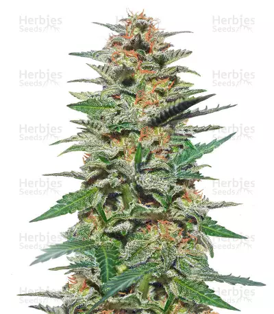 Sweetberry Cough Auto (Garden of Green Seeds)