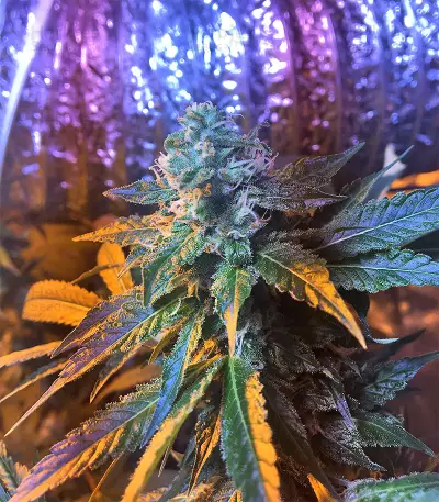 Graines de cannabis Wedding Cake (Big Head Seeds)