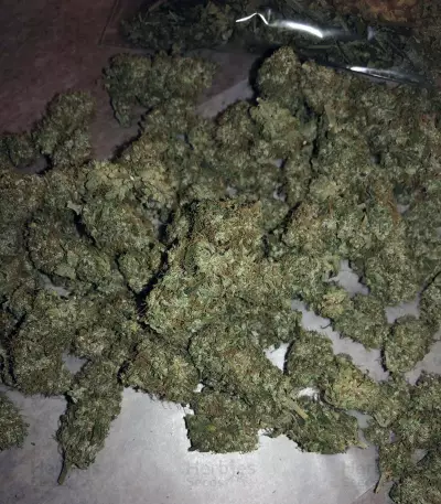Wedding Gelato feminized seeds