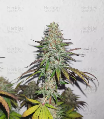 Graines de cannabis Afghan Kush Regular (World of Seeds)