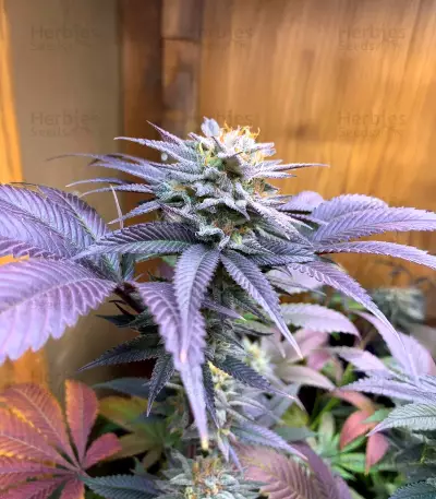 Alien Moonrocks Seeds (Original Sensible Seeds)