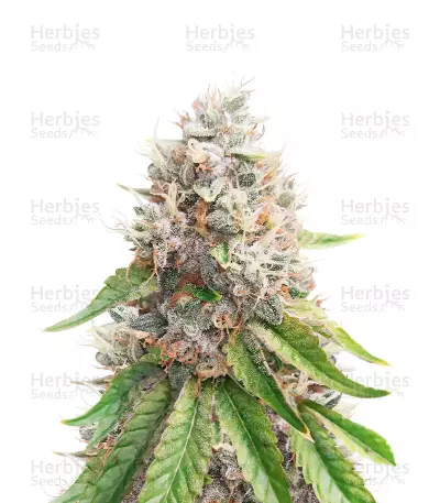 Apple Fritter Feminized Seeds (Grow Barato)