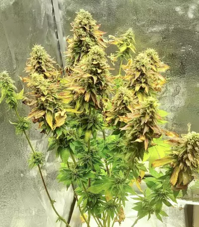 Graines de cannabis Blue Pyramid (Pyramid Seeds)