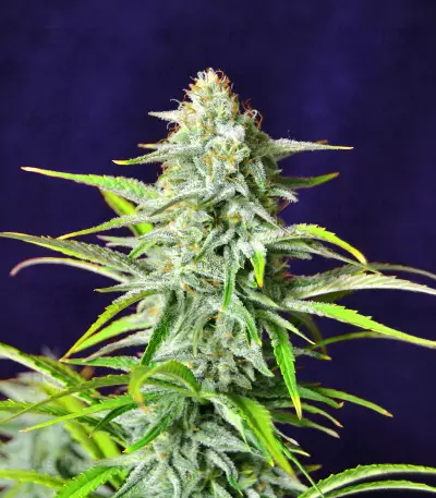 Sementes da Bruce Banner #3 Auto (Herbies Seeds)