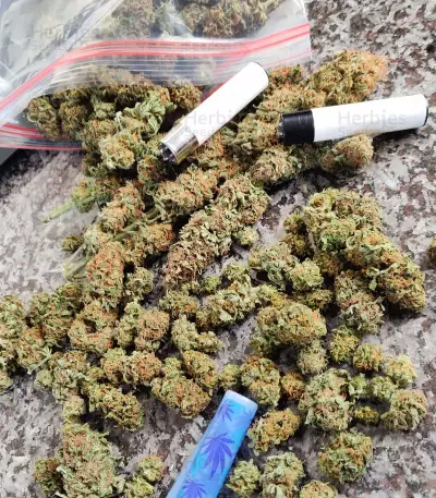 Graines de cannabis Bubblegun regular (Spliff Seeds)