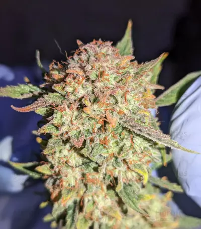 Critical Mass Auto (Herbies Seeds)