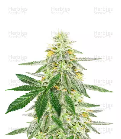 Sementes Feminizadas de Different GG#4 (AlphaFem Seeds)