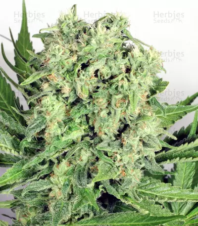 Graines de cannabis Dutch Cheese (Dutch Passion)