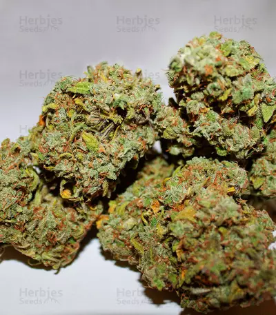 Graines de cannabis Fast & Vast Auto (Heavyweight Seeds)