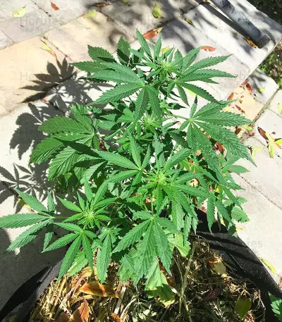 Freeze Berry Auto Seeds