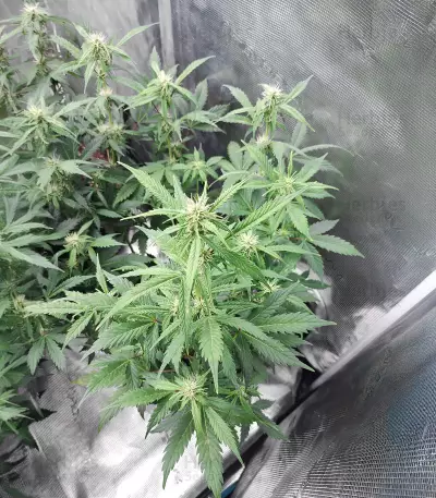 Glueberry (Expert Seeds) semi femminizzati