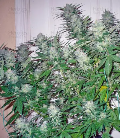 Great White Shark Seeds