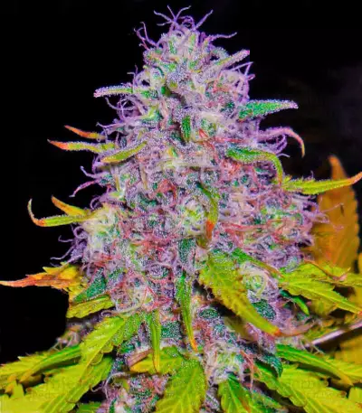 Jock Horror Seeds