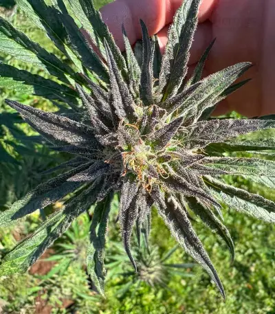 Keepers OG Seeds (Seedkeepers)