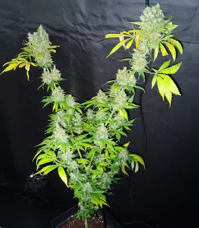 Northern Lights X Skunk #1 Seeds
