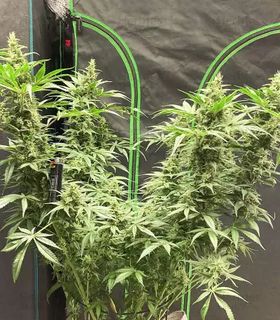 Sage 'n' Sour Seeds