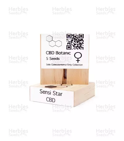 CBD Sensi Star feminized seeds