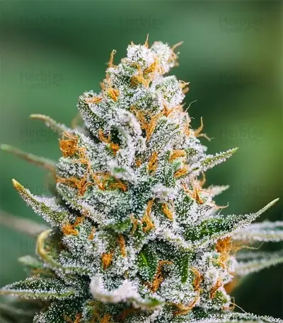 Amnesia Haze XL Seeds