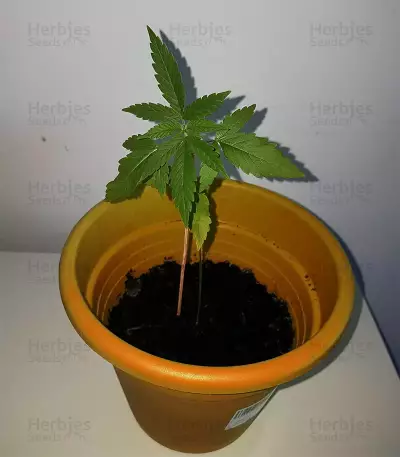 Amnesia Mac Ganja Seeds