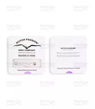 Graines de cannabis Auto Glueberry O.G. (Dutch Passion)