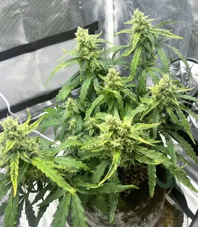 Banana Jealousy Auto RF3 feminisierte Samen (Ethos Genetics)