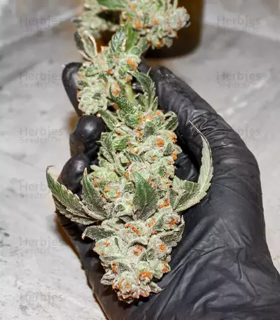 Sementes Feminizadas Blue Gelato 41 (Barney's Farm)