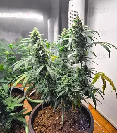 Bubble Gummy Auto (Ethos Genetics)