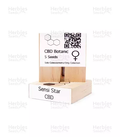 CBD Sensi Star feminized seeds