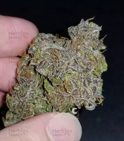 Cream Cookies Auto Seeds