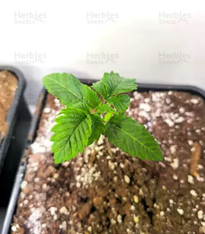 Donutz Feminized Seeds (Humboldt Seed Company)