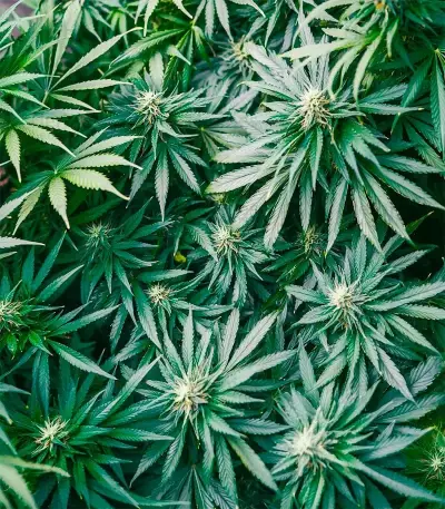 Durban Dew Seeds