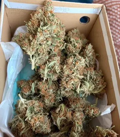 Gelato #33 Fast feminized seeds