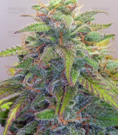 Gorilla Glue Auto (Auto Seeds)